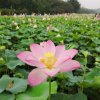 玲珑