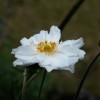 Anemone