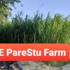 Eparestu