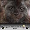 Meawst Meaw