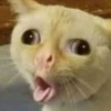 meao