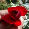 Agape Voice