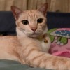 Mimm Thanyapat