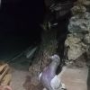 Vino Choki