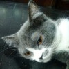 khanit