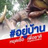 บัวผัน นิลดํา