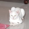nuraini