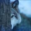 Athowl