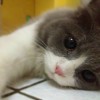 Aricha
